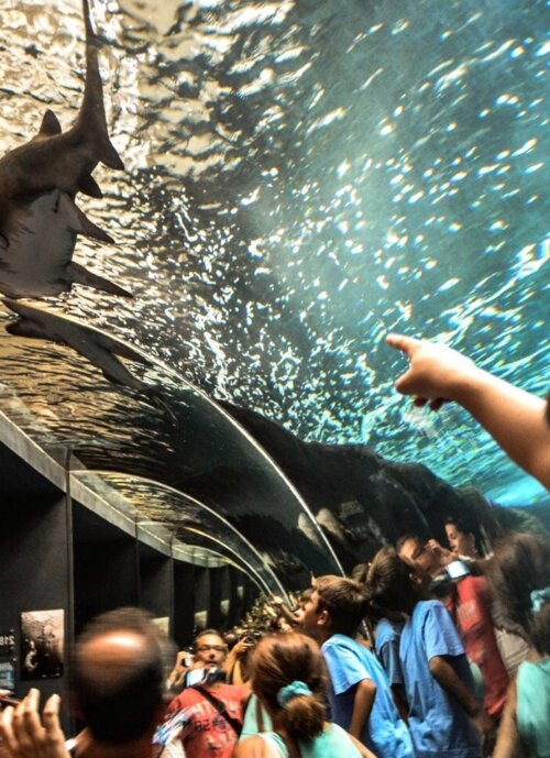 R_Cretaquarium_Thalassocosmos_1